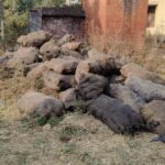 *पिकप से आया लगभग 35 बोरा कोयला ट्रैक्टर से सोनहतआया*